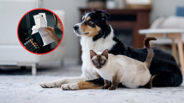 Gato y perro domésticos y de fondo una persona haciendo cálculos de sus gastos (Fotos vía Getty Images)