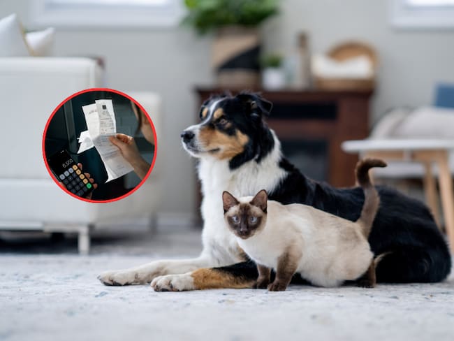 Gato y perro domésticos y de fondo una persona haciendo cálculos de sus gastos (Fotos vía Getty Images)