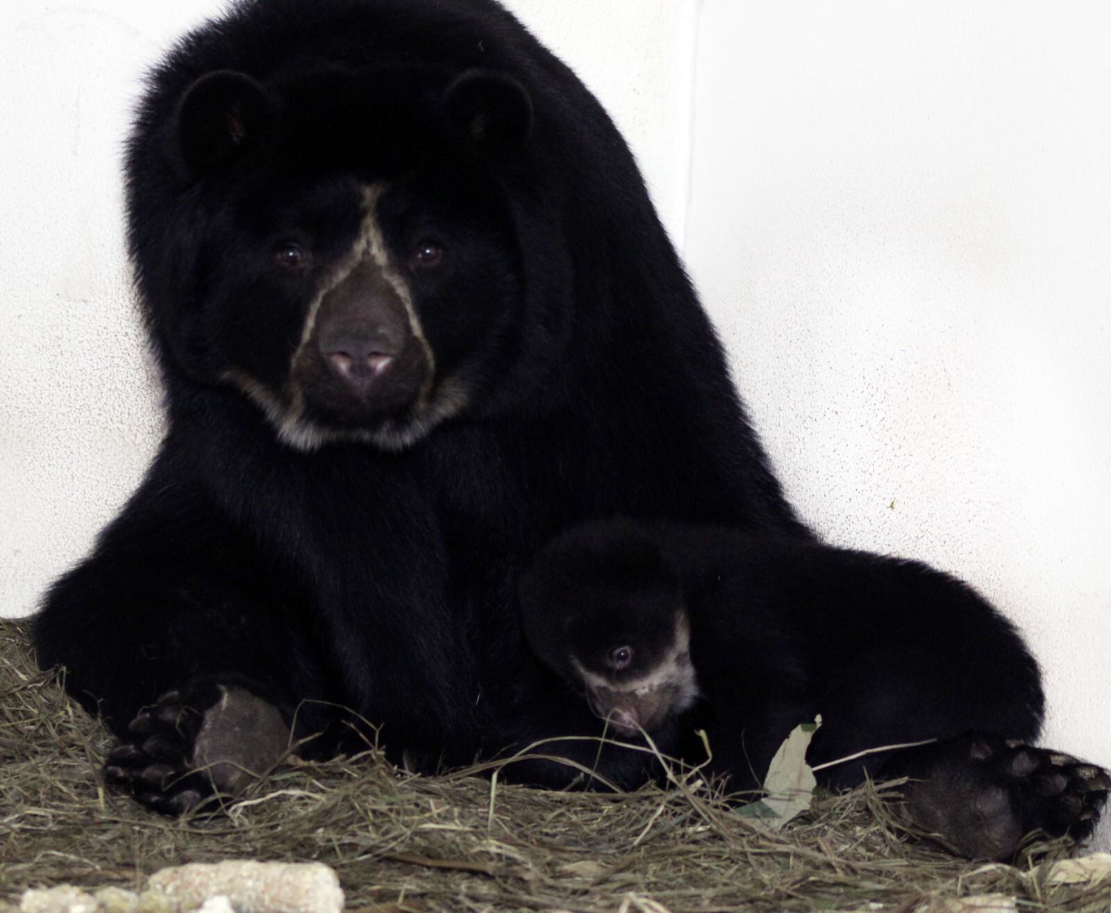Cortesía : Área Metropolitana