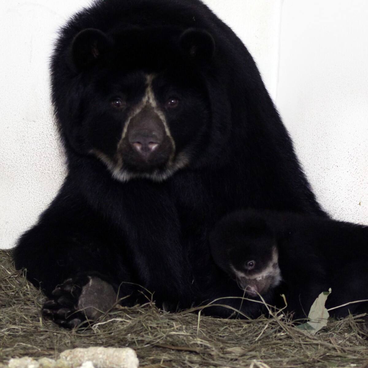 Nacimiento de oso andino en Medellín