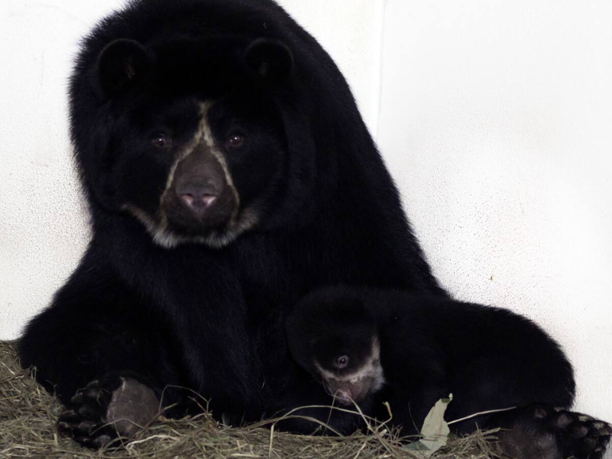 Nacimiento de oso andino en Medellín