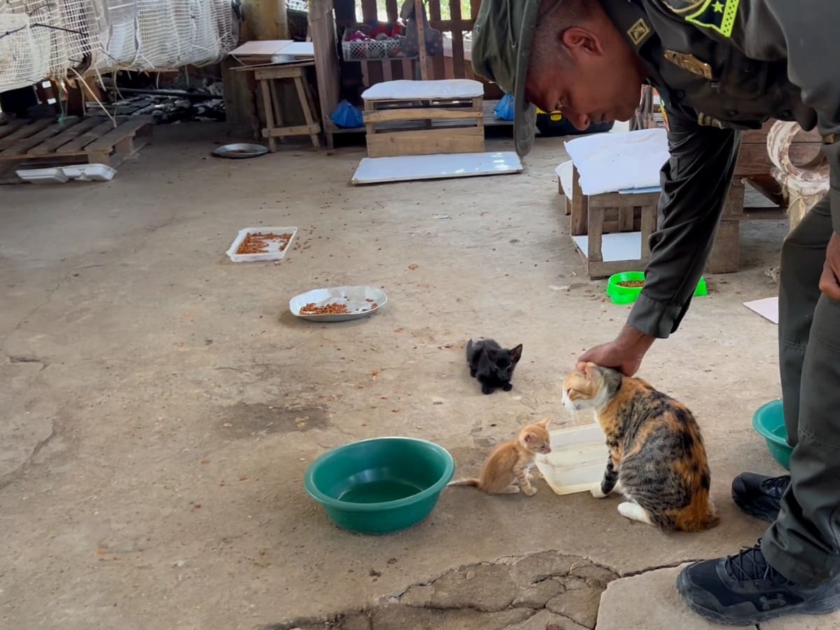 Gatos en condición de abandono fueron atendidos por la Policía Ambiental