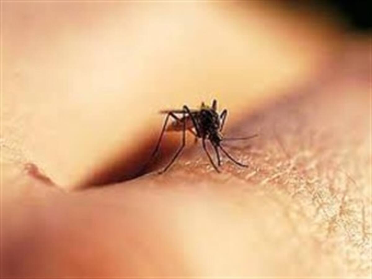 Alcaldía de Medellín alerta por incremento del dengue en esta ciudad