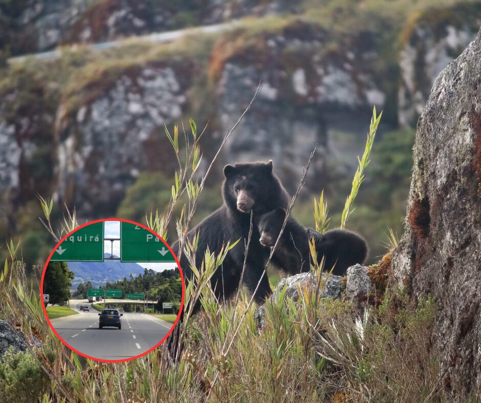Oso de anteojos y vías aledañas a Bogotá (Getty Images)