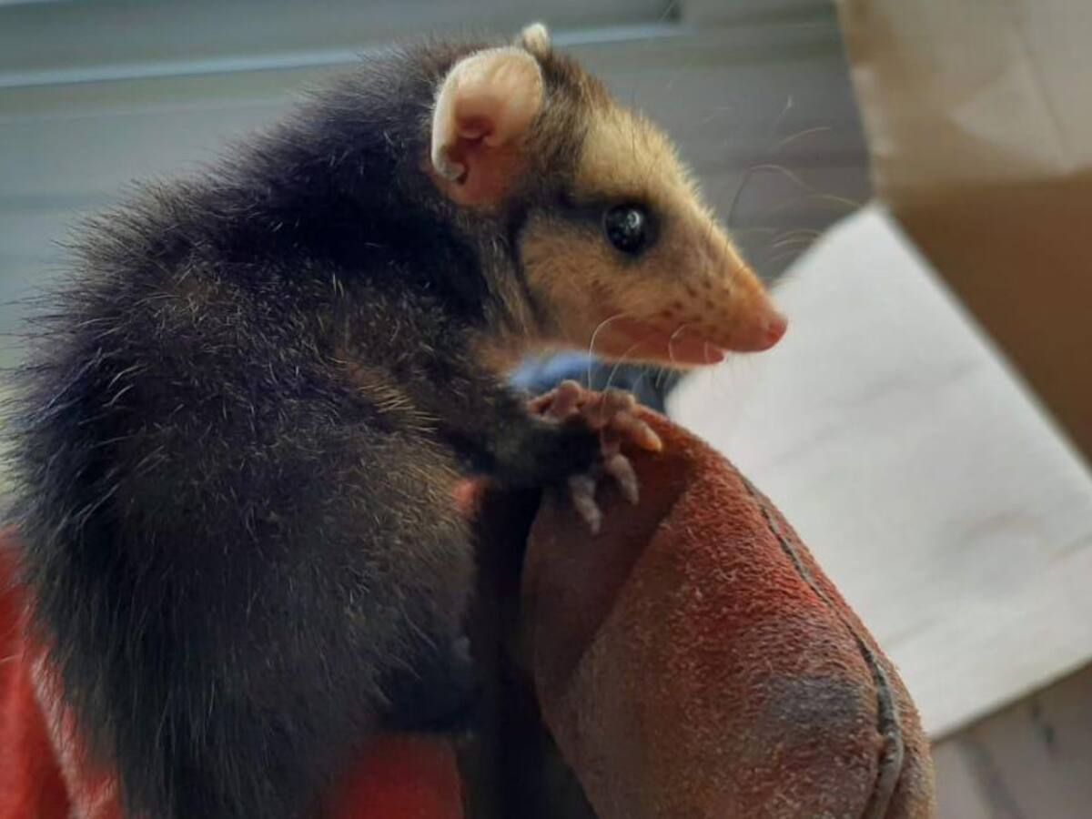 Proteja las zarigüeyas, ayudan a dispersar semillas y controlar plagas