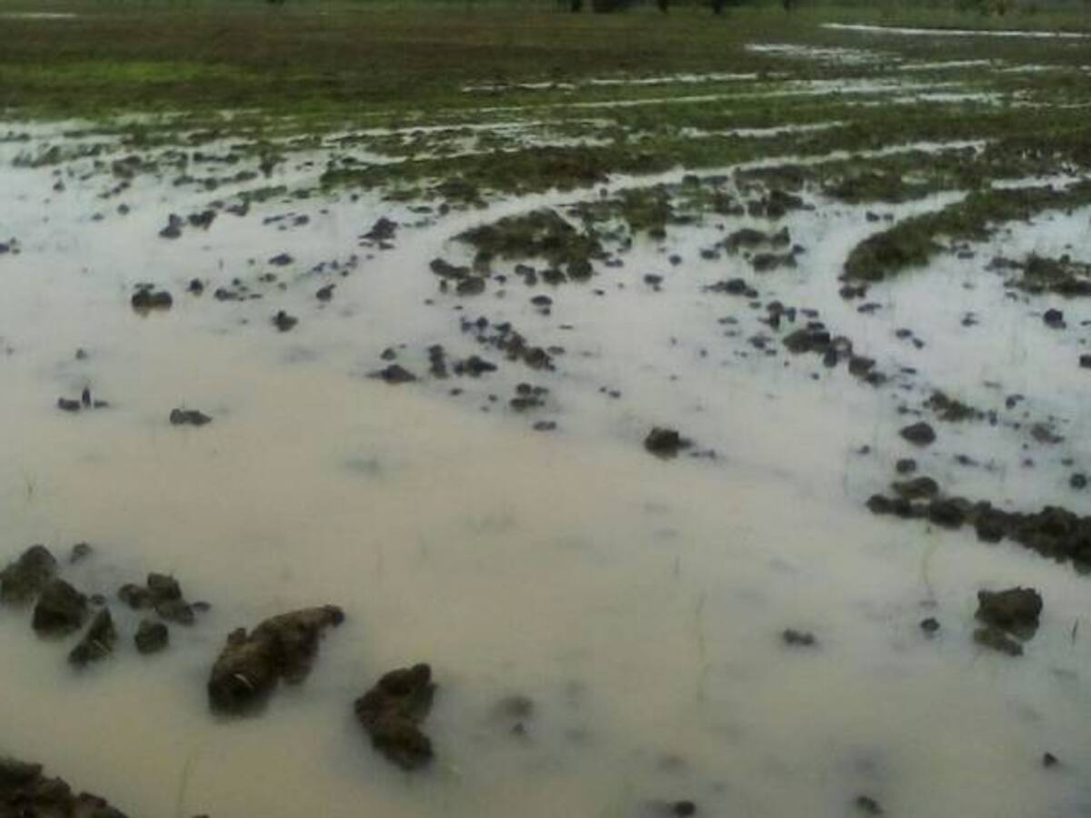 El invierno deja millonarias pérdidas a cultivadores de Patillas o Sandías en La Mojana
