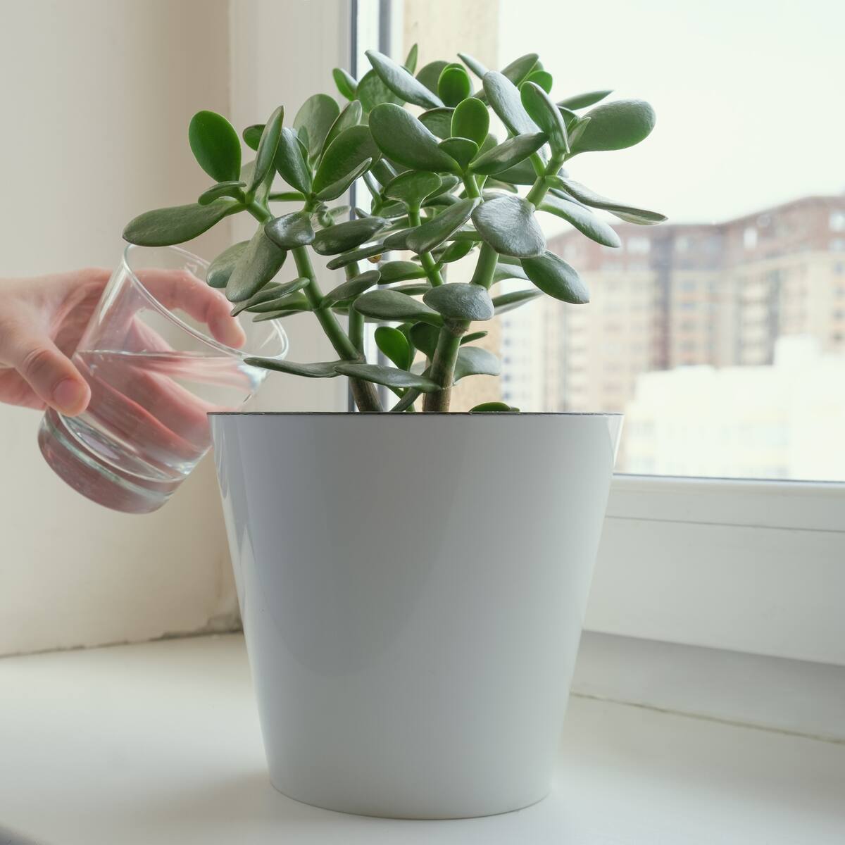 ¿Dónde colocar la planta de jade en un negocio? ‘Activará’ la prosperidad