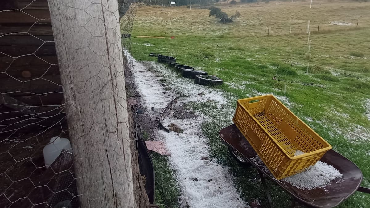 Hasta un 40 % disminuye la producción de leche en Firavitoba por caída de granizo