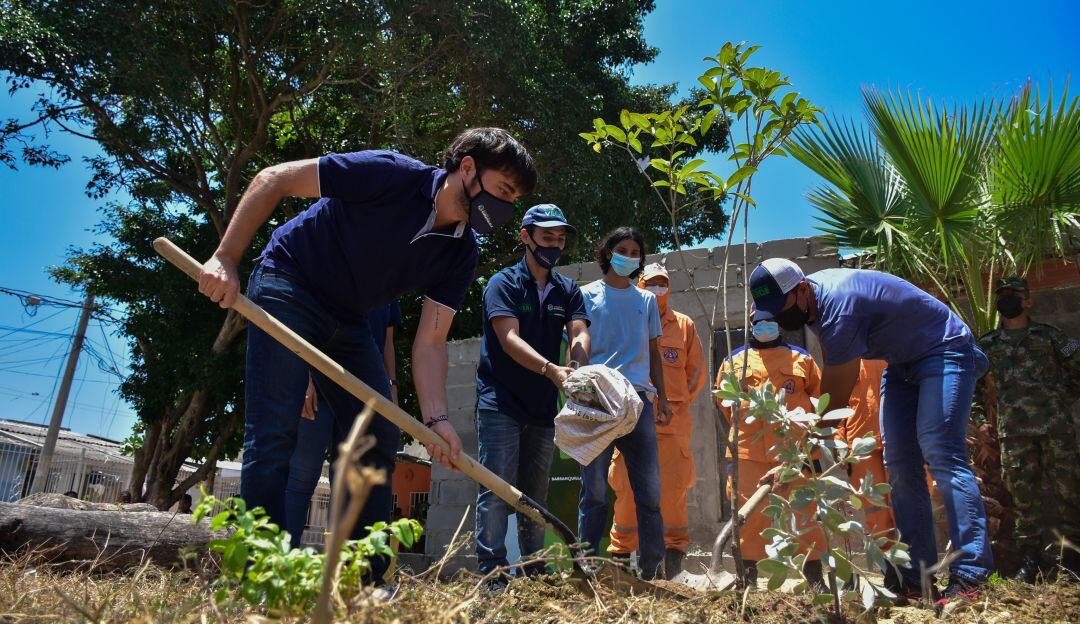El alcalde Jaime Pumarejo en la siembra de árboles frutales y nativos en el barrio La Chinita.