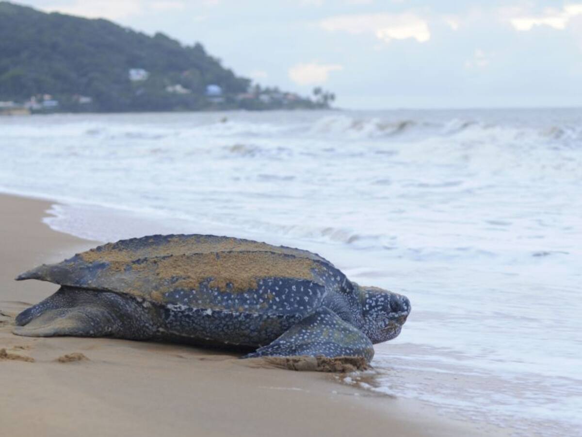 El regreso de las tortugas marinas a Playa de Don Diego y Buritaca