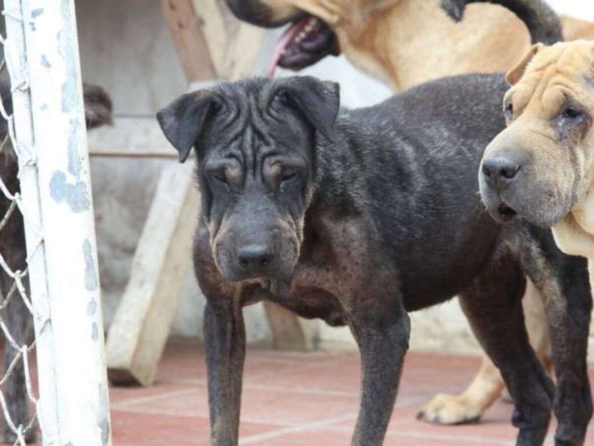 Falleció una adulta mayor que hace un mes fue mordida por perros en Bogotá