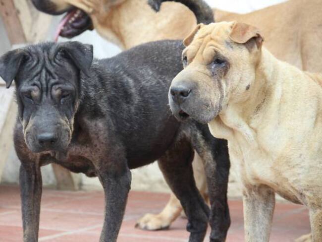 Las obras del Centro de Bienestar Canino en Duitama iniciarían para el 2017