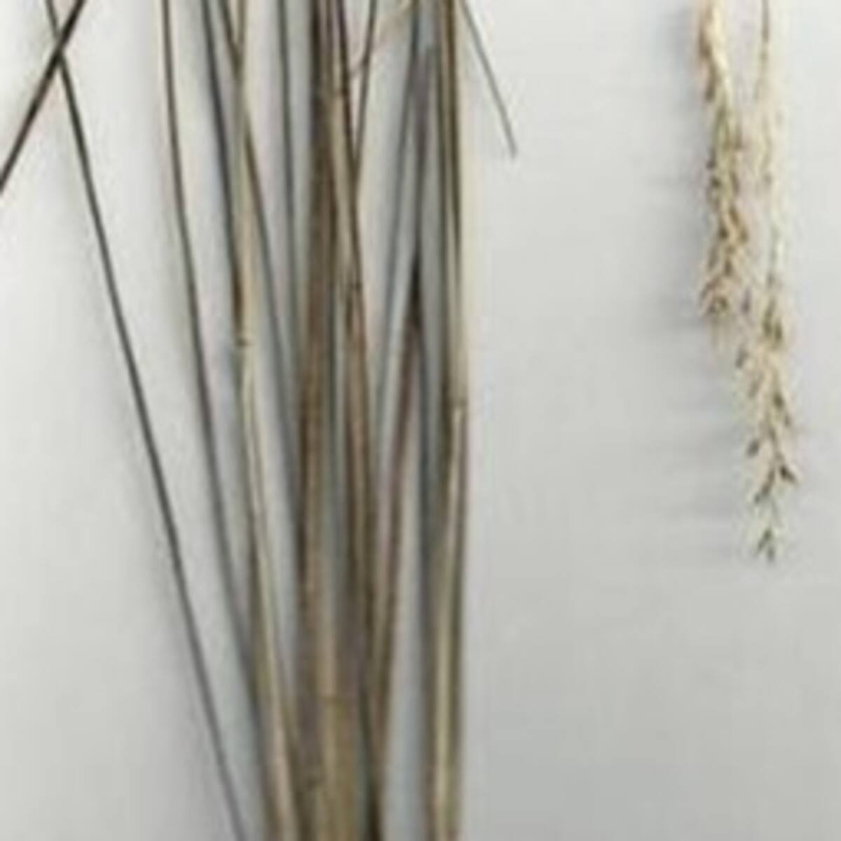 Nuevo hallazgo de especie de planta en el Vaupés