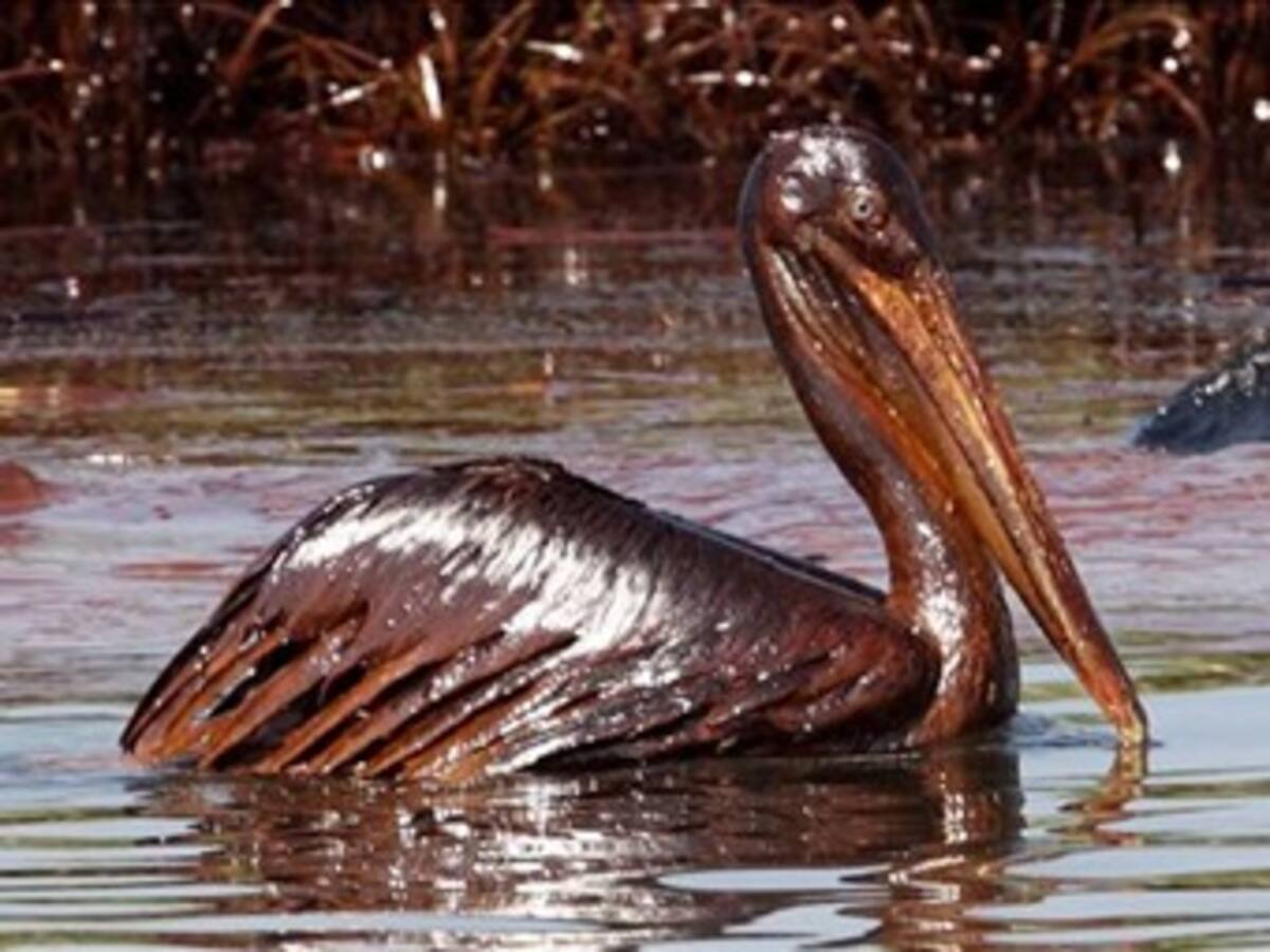 BP contiene 1,75 millones de litros de crudo diarios gracias a campana