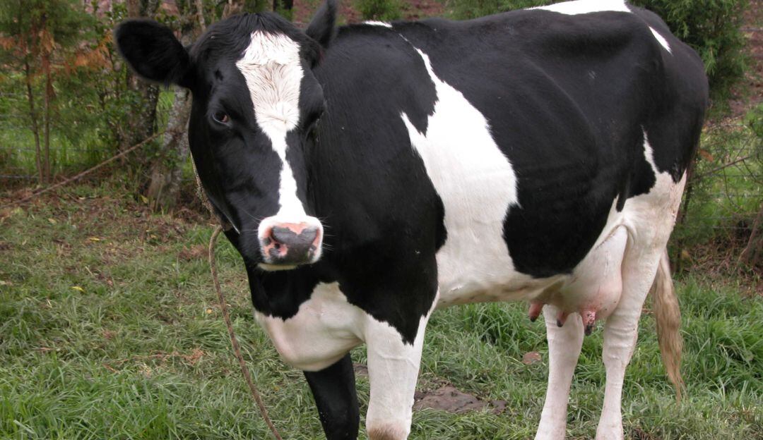 Importaciones de leche 2020