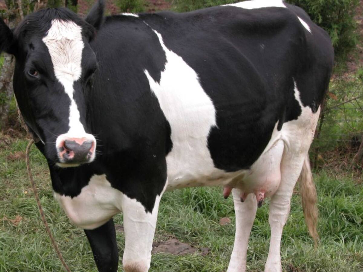 Colombia importó en el 2020 unas 73.663 toneladas de leche