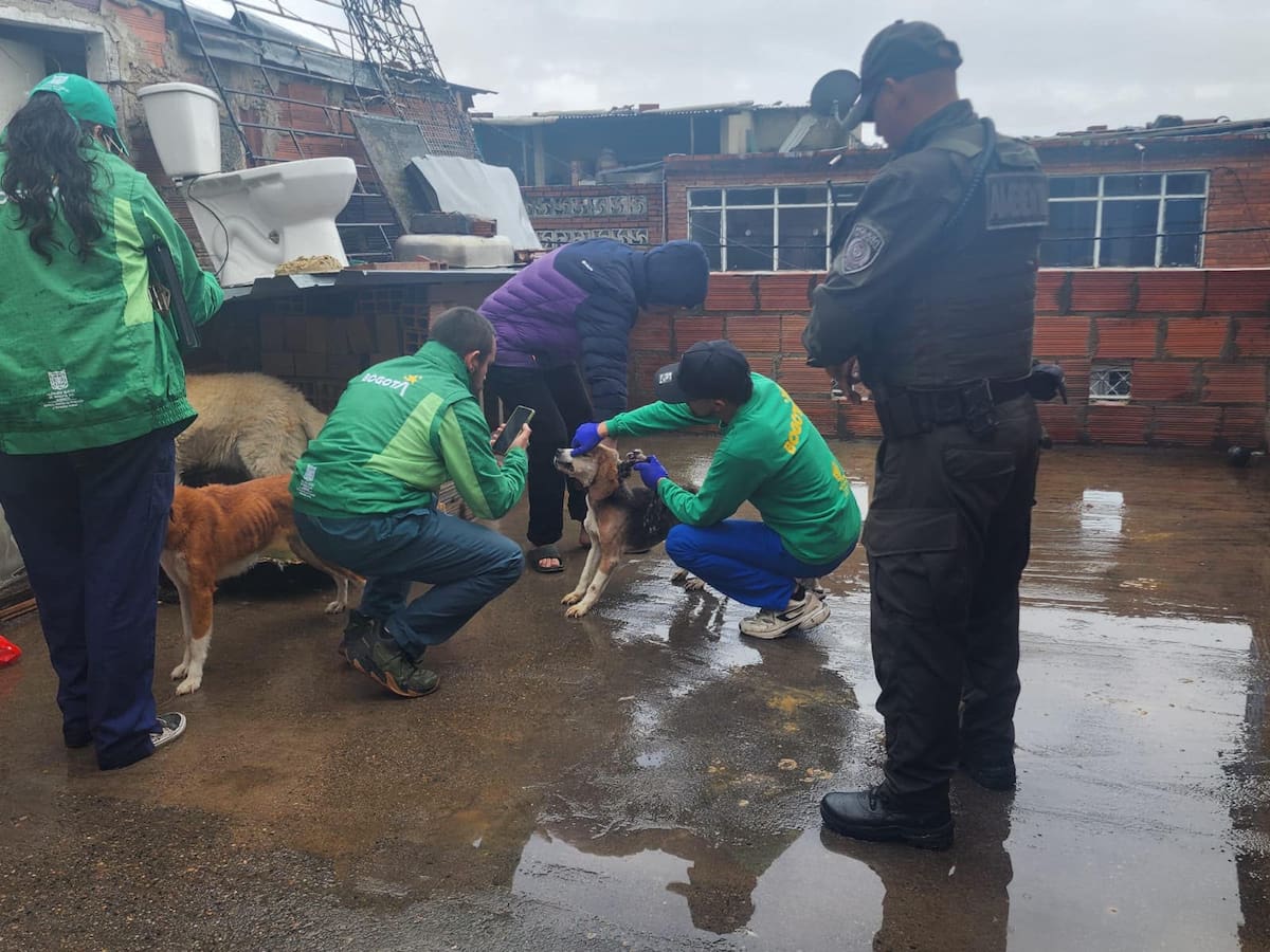 Rescatan perros y gatos en estado de desnutrición y precarias condiciones de higiene en Bogotá
