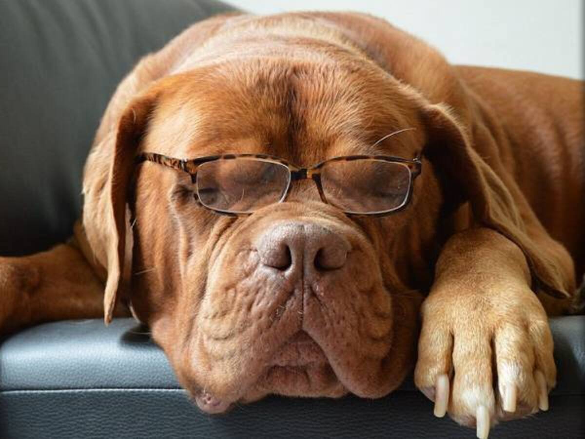 Inventan el primer control remoto para perros