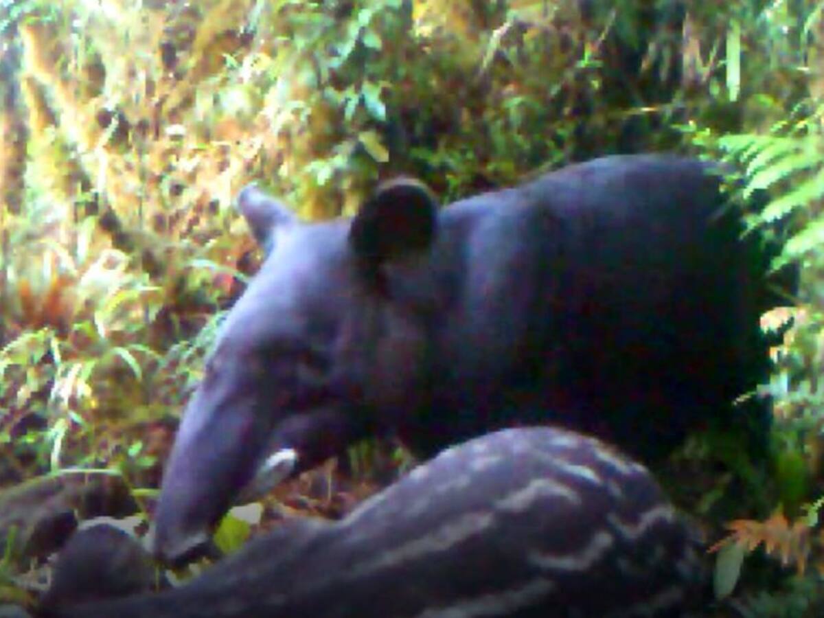 Mamíferos de fauna silvestre en vía de extinción son avistados en Huila