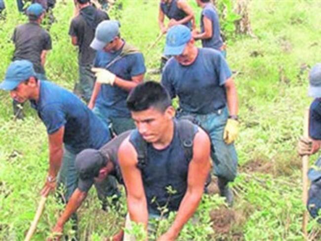 Cerca del 40 % de la coca del país se encuentra en alguno de estos entes territoriales. Foto: El Tiempo