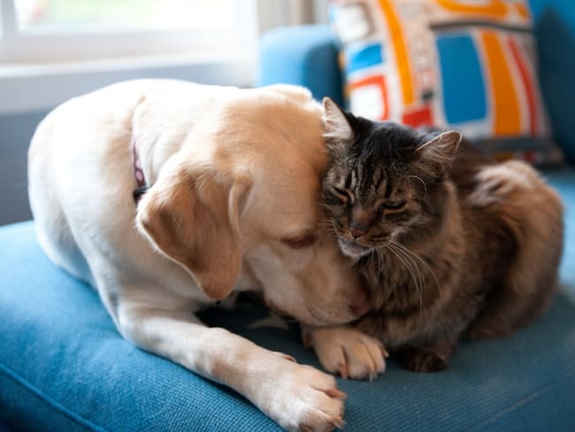 Perros y gatos podrán ser adoptados por partida doble