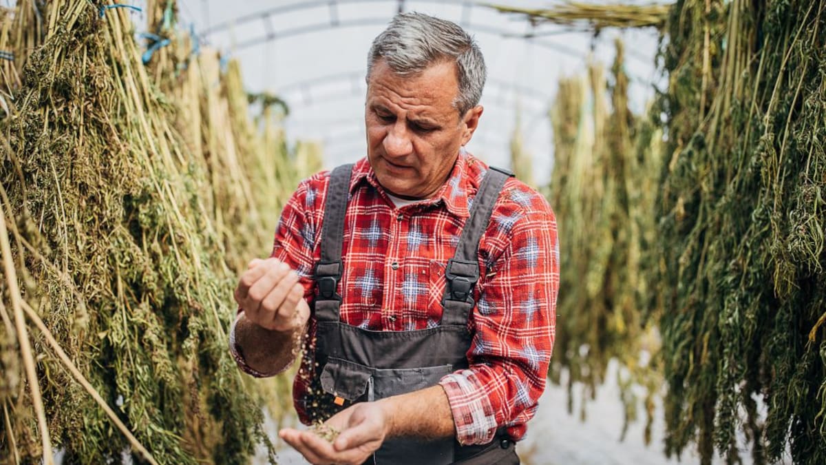 Habla Juan David Romero sobre la clasificación de semillas de cannabis