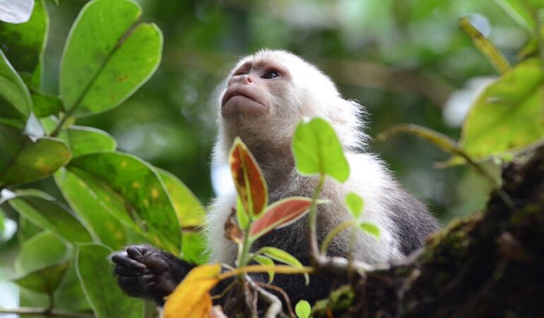 Biodiversidad nacional 