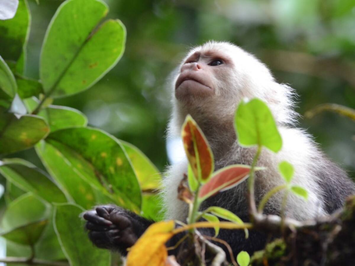 Colombianos han generado más de 2 millones de datos sobre biodiversidad