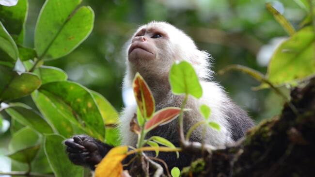 Biodiversidad nacional