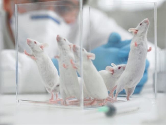 Científicos logran reproducir a ratones del mismo sexo. Foto: Getty Images