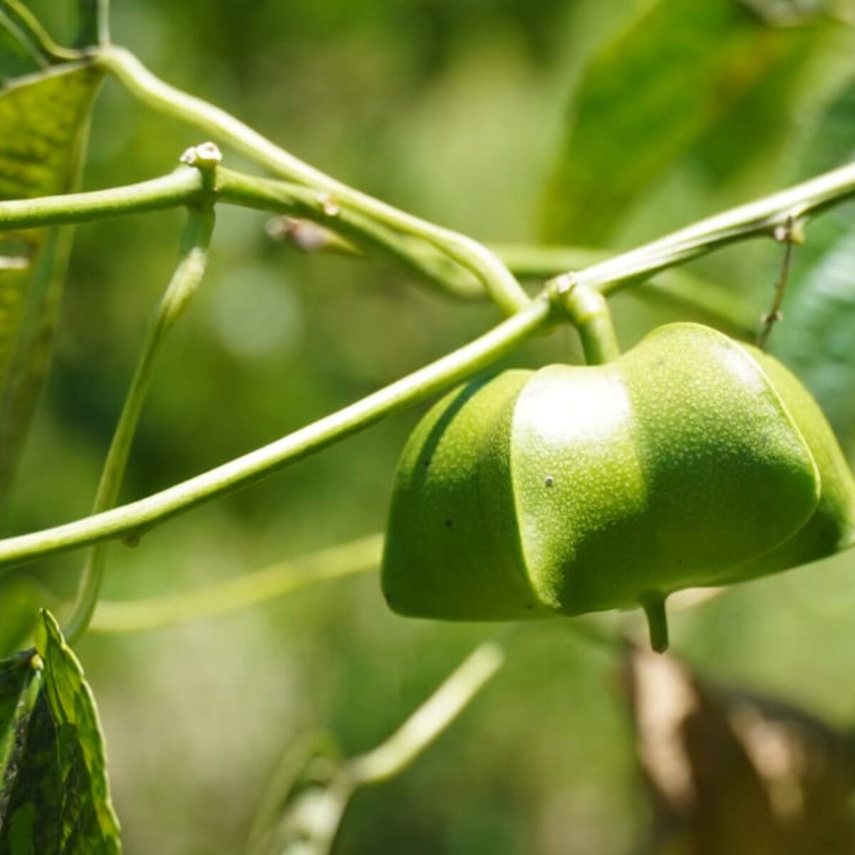 El Sacha Inchi un cultivo con gran auge en la amazonia colombiana