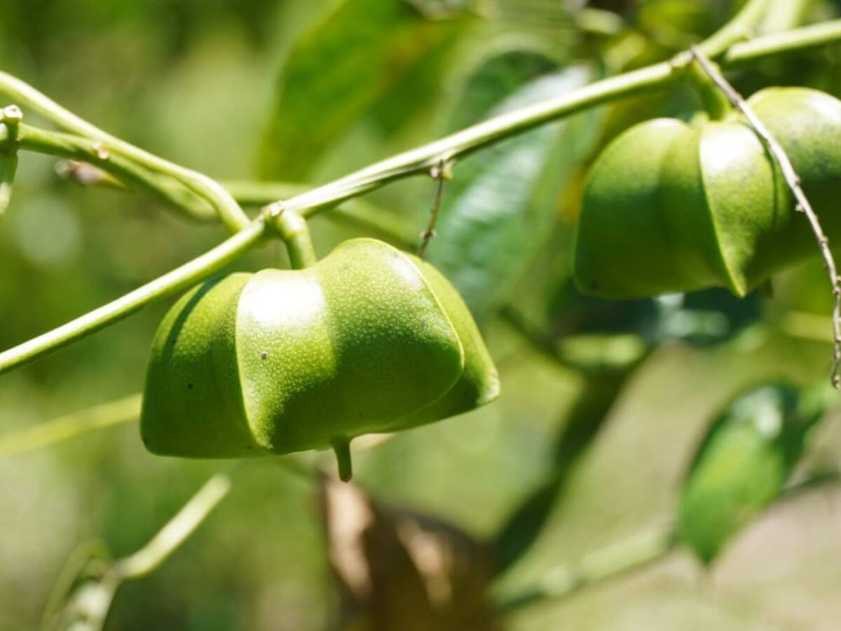 El Sacha Inchi un cultivo con gran auge en la amazonia colombiana