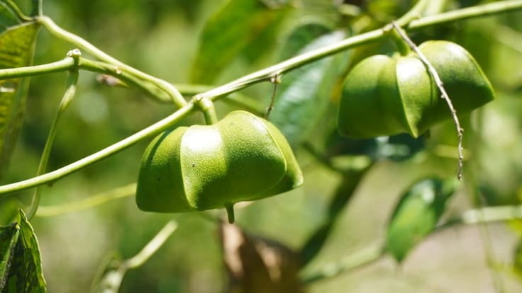 El cultivo del Sacha inchi se desarrolla con fuerza en la Amazonía colombiana