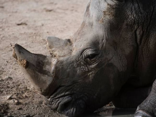 Descornar rinocerontes servirá para salvarles la vida