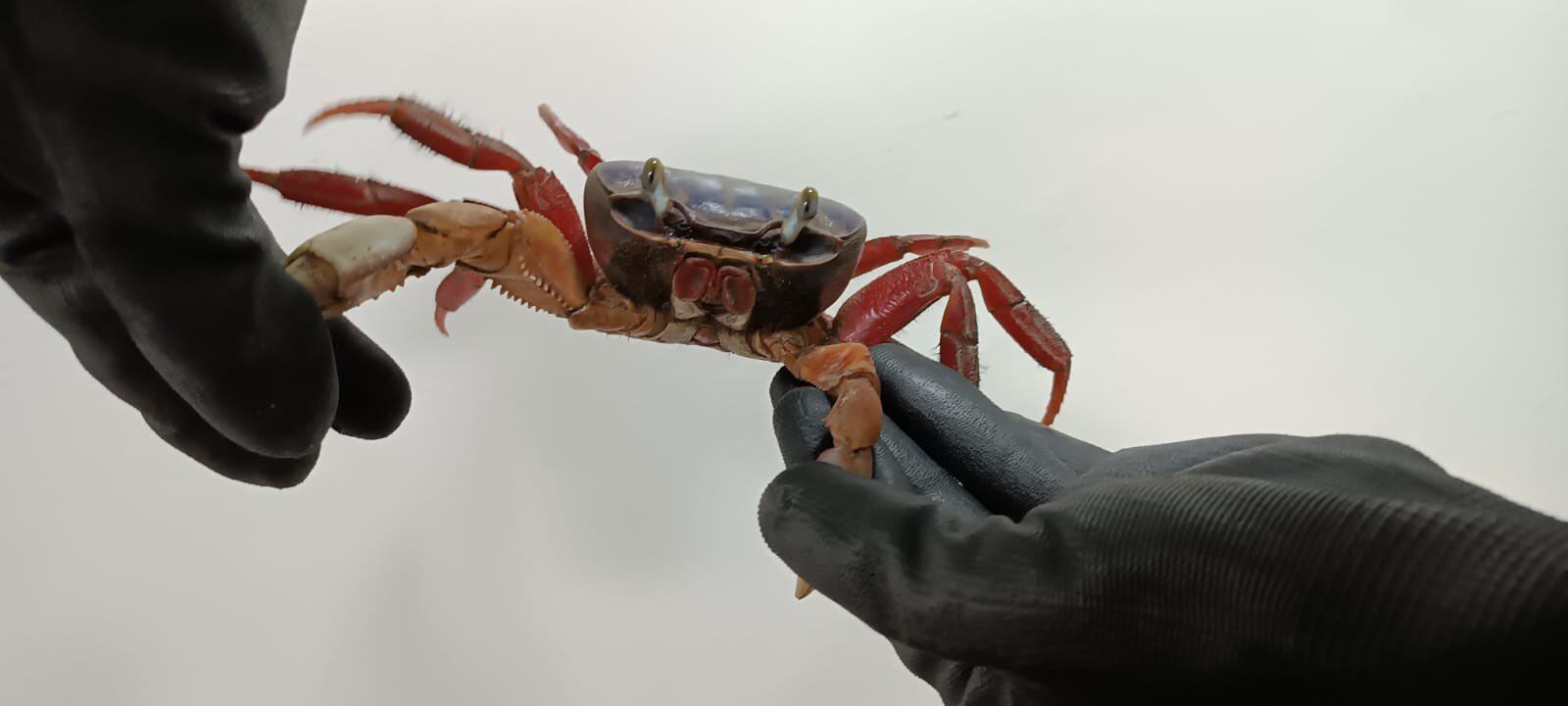 15 Cangrejos fueron incautados la última semana// Secretaría de Ambiente