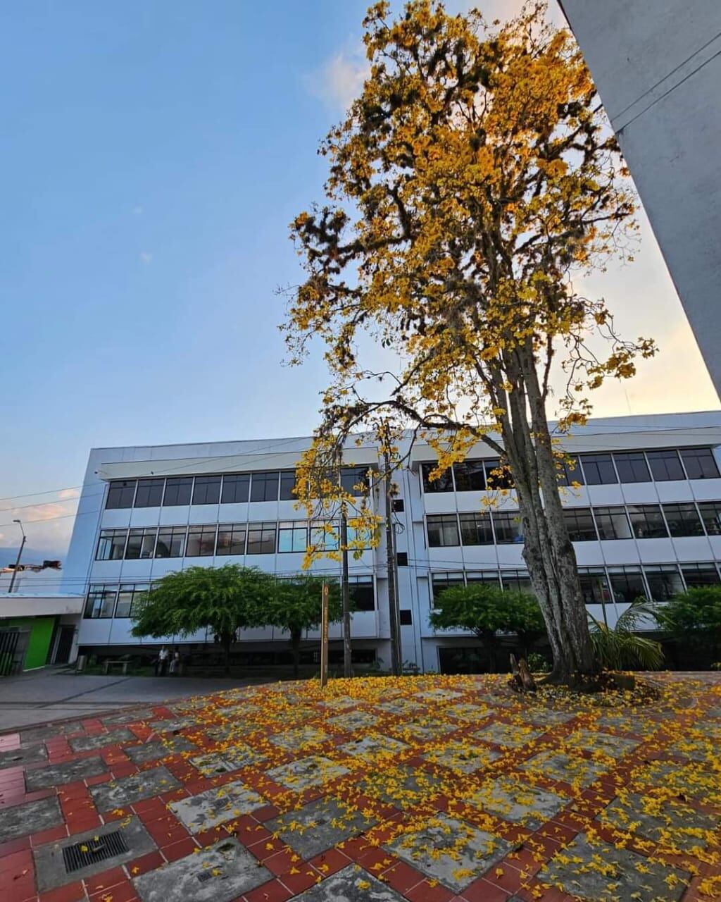 Hermoso guayacán florecido en la Universidad del Quindío. Foto Cortesía Luis Fernando Polanía