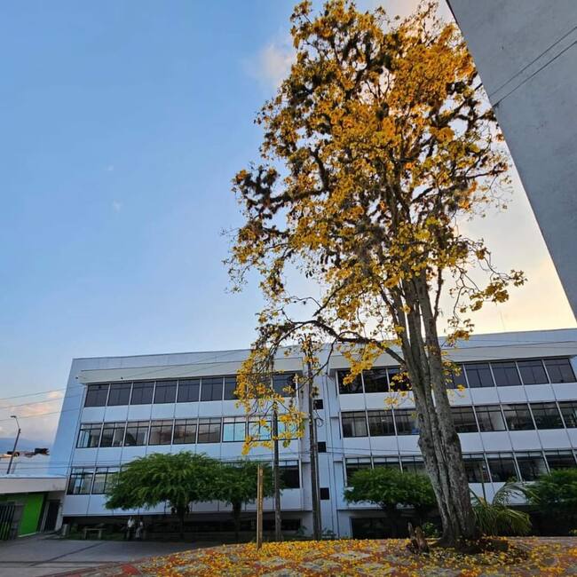 Hermoso guayacán florecido en la Universidad del Quindío. Foto Cortesía Luis Fernando Polanía