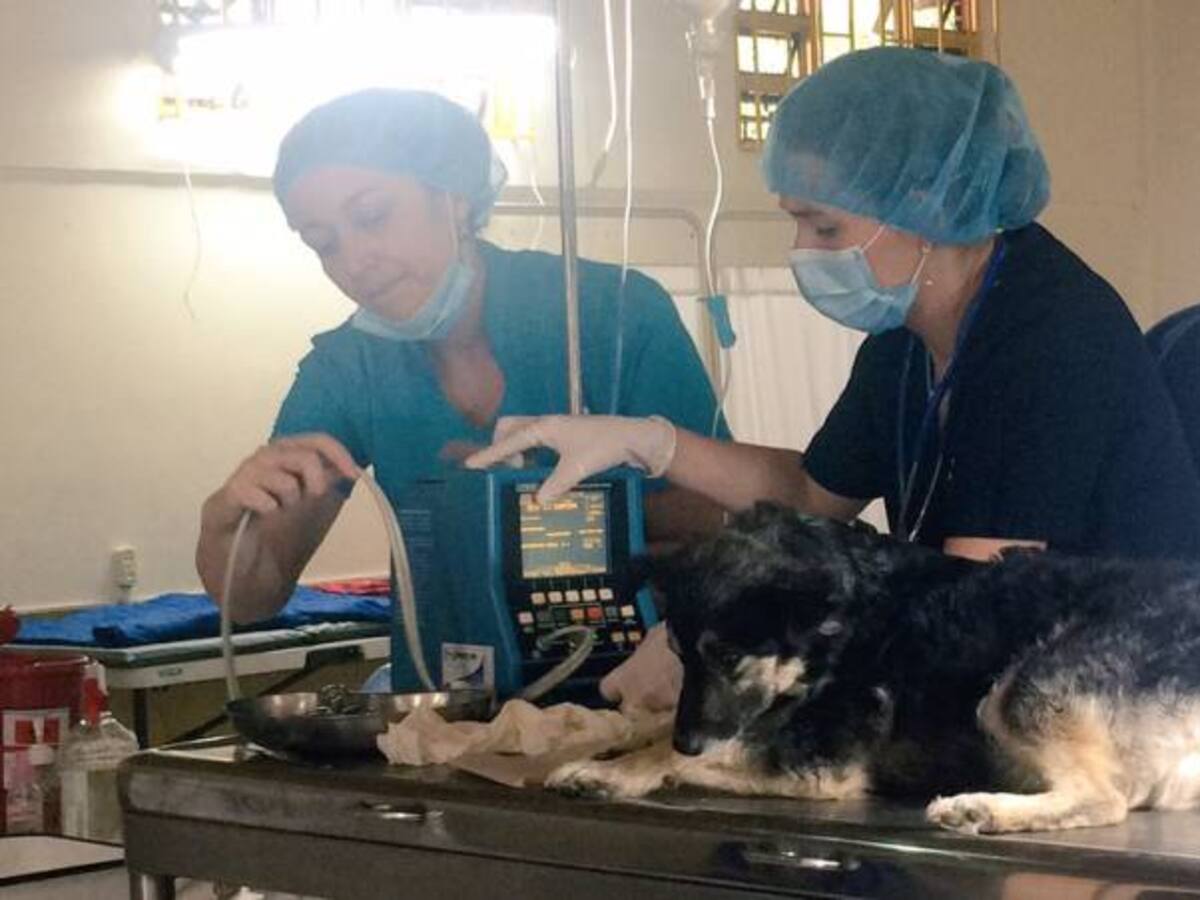 Inspección móvil para atender denuncias ambientales y maltrato animal