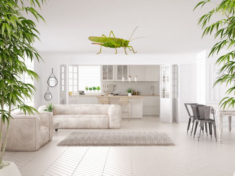 Encontrar un grillo en el hogar - Getty Images