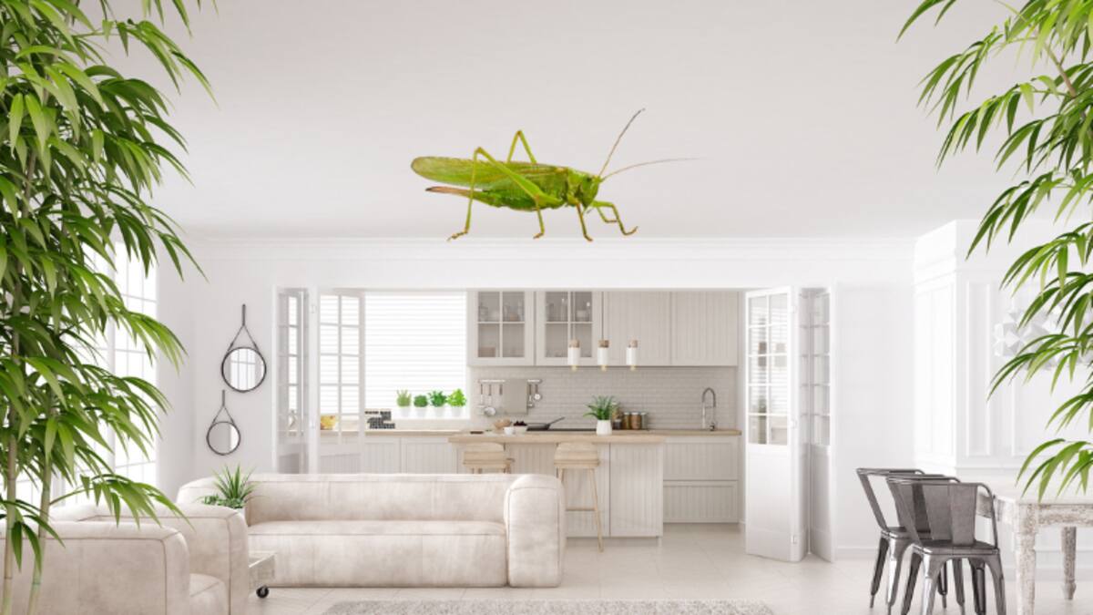 Significado de que un grillo entre en tu casa según Feng Shui: simbolismo y mensaje oculto