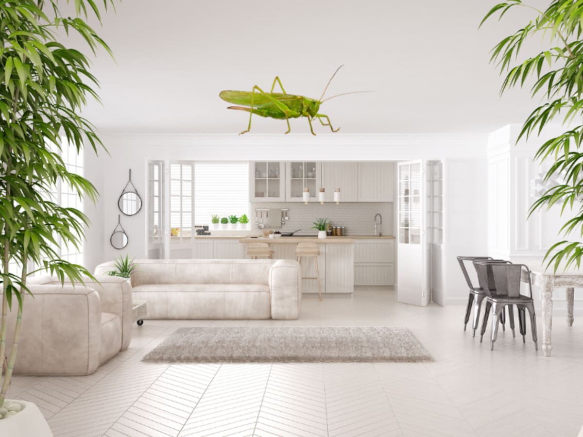 Significado de que un grillo entre en tu casa según Feng Shui: simbolismo y mensaje oculto
