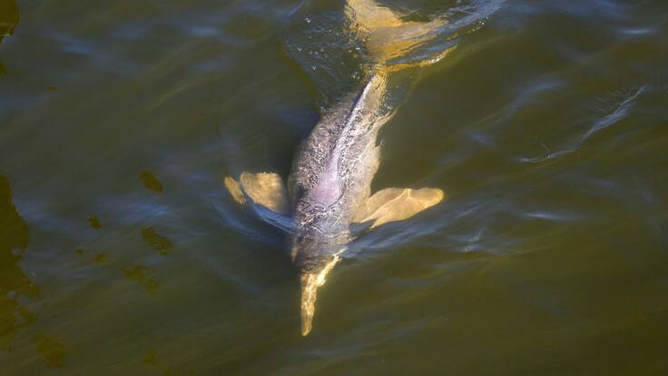 Cuatro especies de delfines de río conquistaron la orinoquía y la amazonia