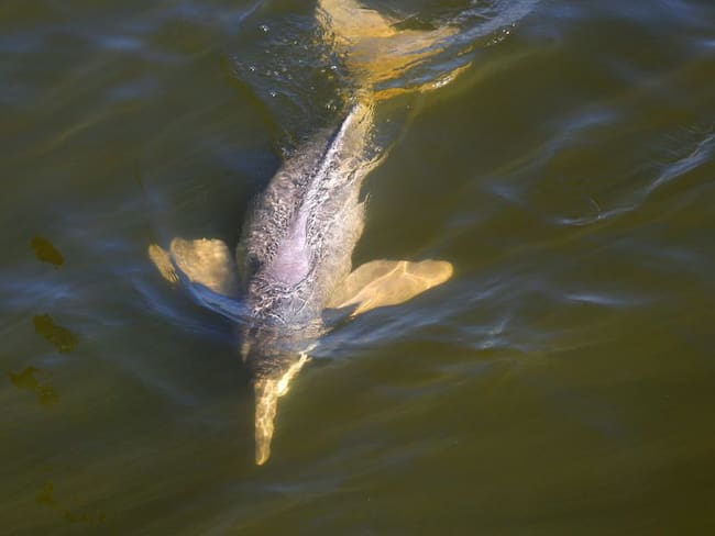 Cuatro especies de delfines de río conquistaron la orinoquía y la amazonia