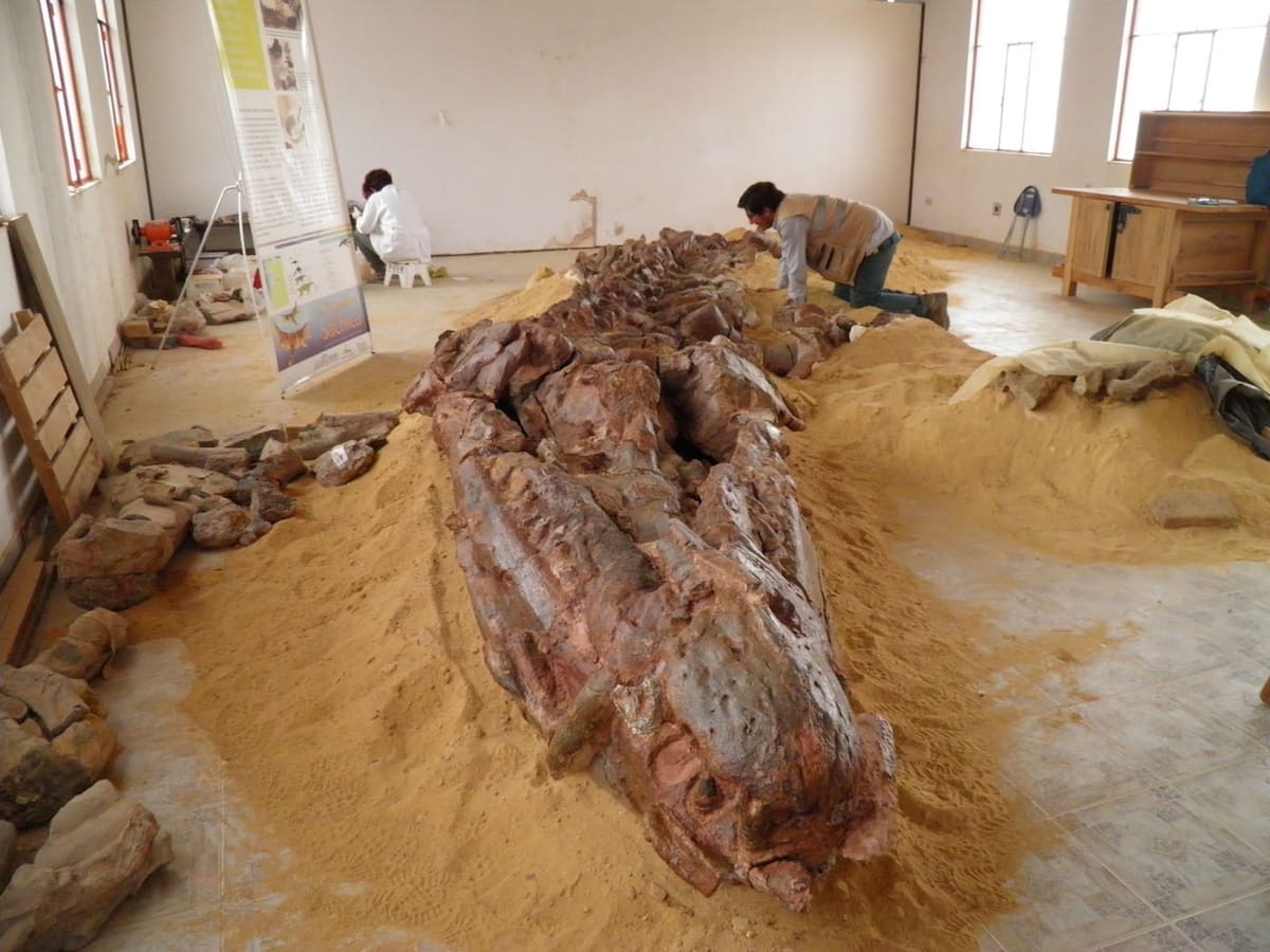 Curioso reptil de más de 10 metros que se encontró en Boyacá: ‘Fósil más grande del mundo’