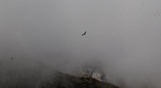 Cóndor de los Andes