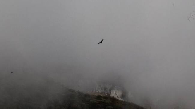 Cóndor de los Andes