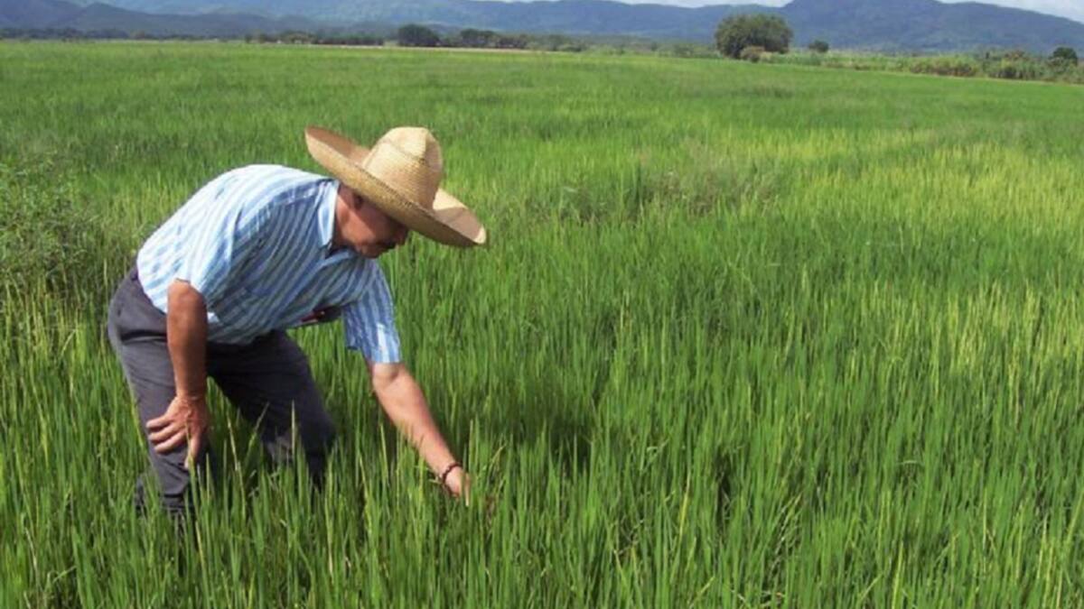 Sector arrocero piensa en alternativas