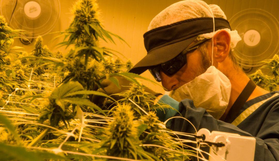 Exportaciones de cannabis