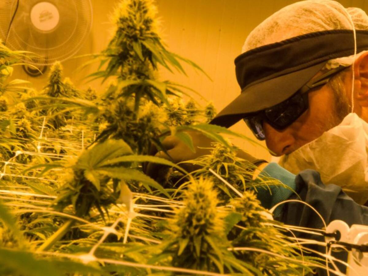 Colombia realizó la primera exportación de cannabis medicinal a México