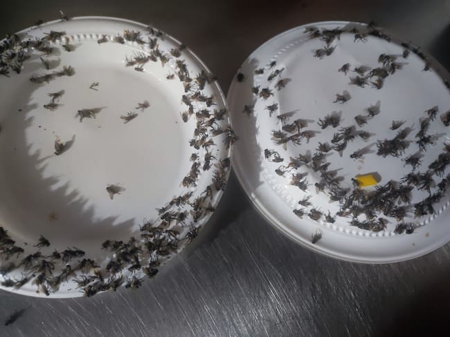 12 barrios de Floridablanca protestarán por proliferación de moscas y malos olores